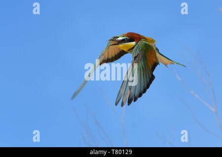 Europäische Bienenfresser (Merops apiaster) im Flug mit blauen Himmel im Hintergrund erfasst. Es fordert. Stockfoto