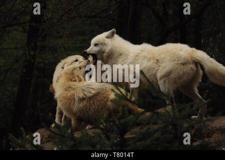 Arctic Wolf (Canis lupus arctos), drei Wölfe gegen sich selbst bleiben, Titel Bild, grüner Hintergrund Stockfoto