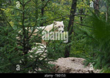 Arctic Wolf (Canis lupus arctos), Titel Bild, Grüner Hintergrund, Porträt Stockfoto