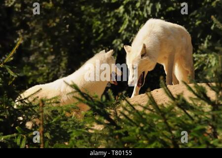 Arctic Wolf (Canis lupus arctos), zwei Wölfe gegen sich selbst bleiben, Titel Bild, grüner Hintergrund Stockfoto