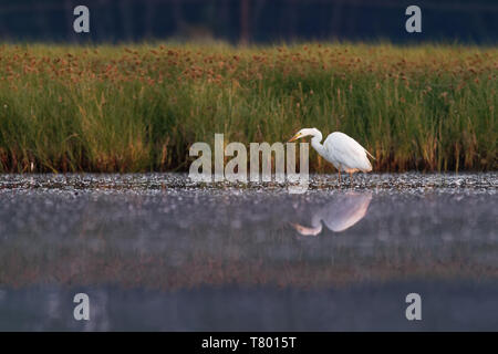 Silberreiher - Ardea alba in der Teich mit geöffneten weißen Flügeln. Stockfoto