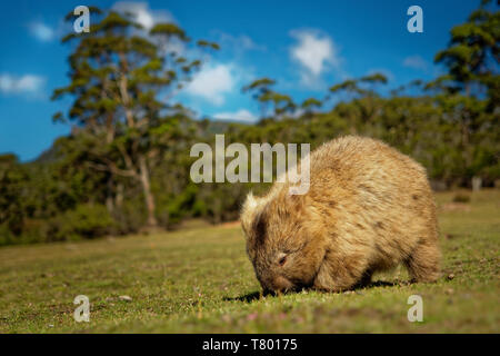 Vombatus ursinus - Gemeinsame Wombat in die tasmanische Landschaft Stockfoto