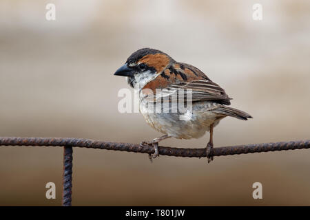 Langschwanzmäuse - Apodemus flavicollis - auch als Kap Verde oder rufous-backed Spatz, ist endemisch auf den Kapverdischen Archipel, in der östlichen Atla Stockfoto