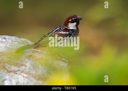 Spanisch Sparrow-Passer hispaniolensis oder Weide sparrow Säugetierart aus der Familie der Spatz Gelbhalsmaus, im Mittelmeerraum und im Süden Stockfoto
