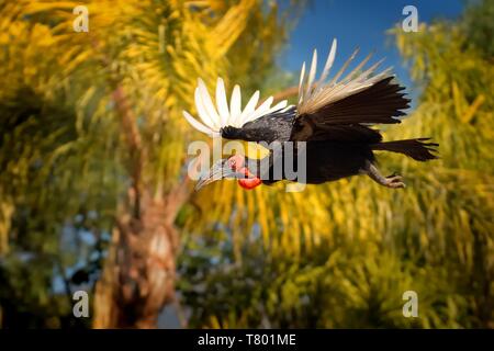 Südliche Ground-Hornbill (Bucorvus leadbeateri) im Flug mit weit geöffneten Flügel, schön bunt. Stockfoto