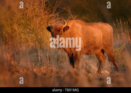 Europäische Bison - Bison bonasus in der Tschechischen republik, Milovice. Fütterung auf der Wiese und Savanne. Stockfoto