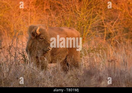 Europäische Bison - Bison bonasus in der Tschechischen republik, Milovice. Fütterung auf der Wiese und Savanne. Stockfoto