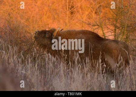 Europäische Bison - Bison bonasus in der Tschechischen republik, Milovice. Fütterung auf der Wiese und Savanne. Stockfoto