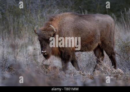 Europäische Bison - Bison bonasus in der Tschechischen republik, Milovice. Fütterung auf der Wiese und Savanne. Stockfoto