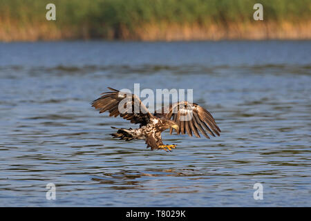 Seeadler/Sea Eagle/erne (Haliaeetus albicilla) Jugendliche im Flug fangen Fische in seinen Krallen aus dem See Wasser Oberfläche (Teil der Verarbeitungsprozess Stockfoto