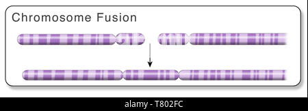 Eine Fusion Gen Stockfoto