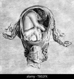 William Hunter, Anatomia uteri humani gravidi, 1774 Stockfoto