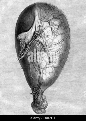 William Hunter, Anatomia uteri humani gravidi, 1774 Stockfoto