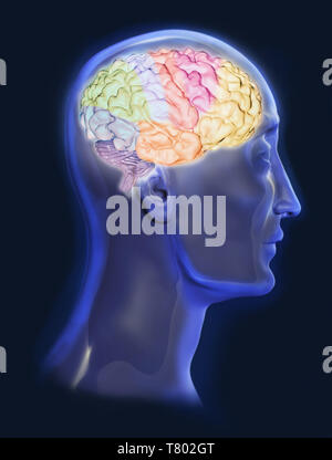 Gehirn, Abbildung Stockfoto