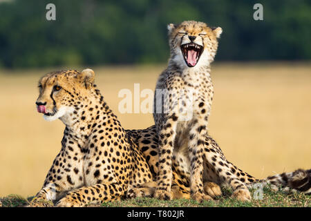 Zwei Cheetahs, Mutter und Junges, die Zähne in Kenia zeigen, Masai Mara, süße Situation vor goldenem Gras Stockfoto