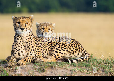 Zwei Cheetahs, Mutter und Junges, die in Kenia Masai Mara liegen, süße Situation vor goldenem Gras, mit Blick in die Kamera Stockfoto