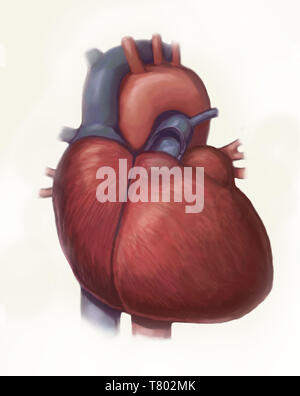 Das menschliche Herz, Abbildung Stockfoto
