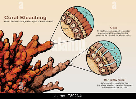 Korallenbleiche Stockfoto