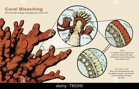 Korallenbleiche Stockfoto
