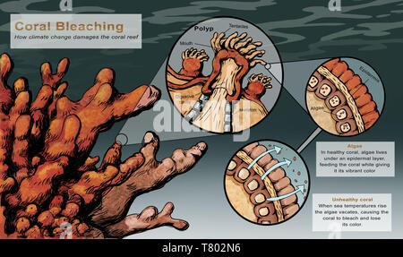 Korallenbleiche Stockfoto