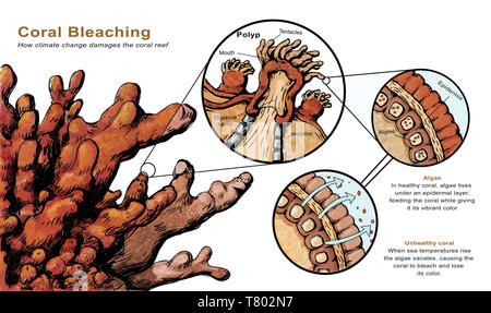 Korallenbleiche Stockfoto
