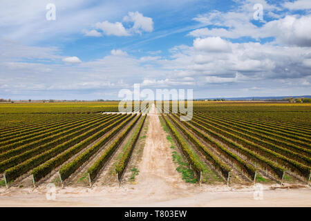 Bodega Septima Blick auf die Weinberge von der Terrasse aus Agrelo, Lujan de Cuyo, Mendoza, Argentinien Stockfoto