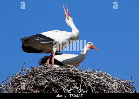 Weißstörche (Ciconia ciconia), Zuchtpaar im Nest klappert im Gruß, Stork village Ruhstadt, Land Brandenburg, Deutschland Stockfoto