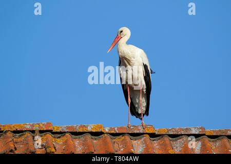 Weißstorch (Ciconia ciconia) steht auf dem Dach, Stork village Ruhstadt, Land Brandenburg, Deutschland Stockfoto