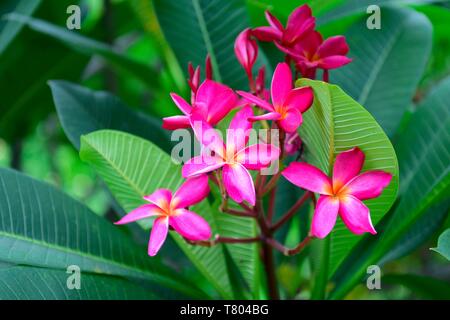 Blüte pink Frangipani (Plumeria), Pattaya, Thailand Stockfoto