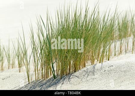 Europäischen Marram Gras (Ammophila arenaria) auf Sand dune, Wangerooge, Ostfriesische Inseln, Nordsee, Niedersachsen, Deutschland Stockfoto