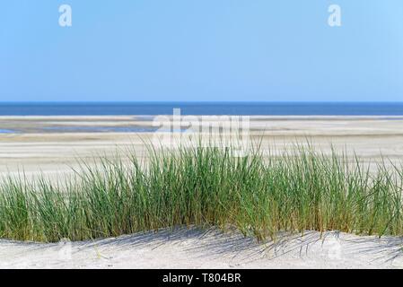 Europäischen Marram Gras (Ammophila arenaria) am breiten Sandstrand, Wangerooge, Ostfriesische Inseln, Nordsee, Niedersachsen, Deutschland Stockfoto