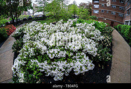 Landschaftsbau in eine Wohnung in Chelsea in New York blüht mit Azaleen am Sonntag, 5. Mai 2019. (Â© Richard B. Levine) Stockfoto