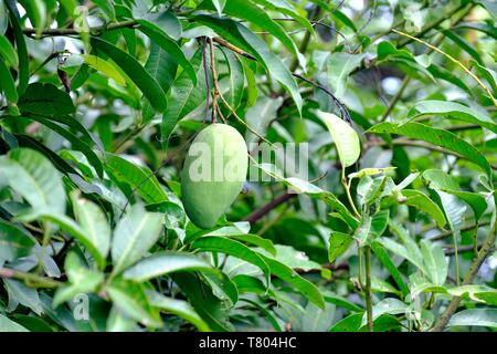 Unreife grüne Mango (Mangifera indica) hängt am Baum, Tha Sao, Kanchanaburi, Thailand Stockfoto