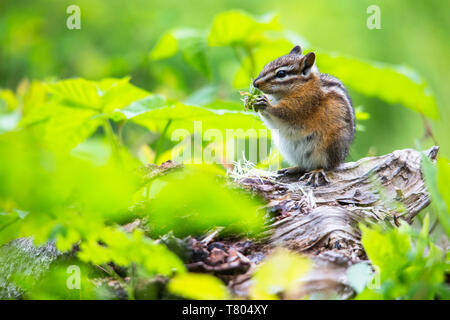 Chipmunk, Glacier NP Stockfoto