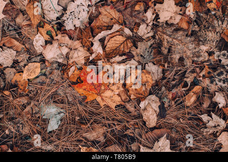 Schöne Nahaufnahme natürlichen Hintergrund mit alten Herbst Blätter und Nadeln auf dem Boden der Erde. Blick von oben über mit Copyspace. Saisonale Karte w Stockfoto
