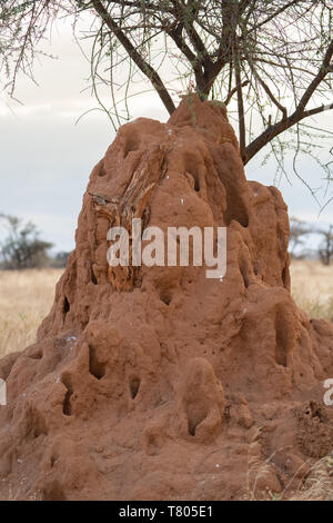 Große Termite Hill in Kenia Afrika Stockfoto