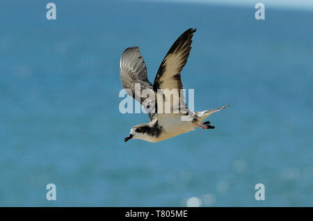 Hawaiian Petrel Stockfoto
