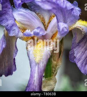 Nahaufnahme der Blütenblätter und staubblatt eines bärtigen Iris (Iris germanica), endemisch in Kroatien ist eine der häufigsten iris Pflanzen in Großbritannien angebaut Stockfoto