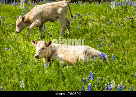 Kälber grasen auf einer Wiese mit blauen Mützen, Texas Hill Country Stockfoto