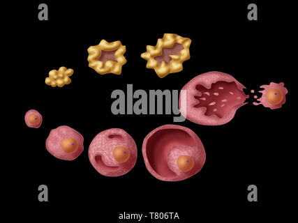 Ovarialfollikeln, Abbildung Stockfoto