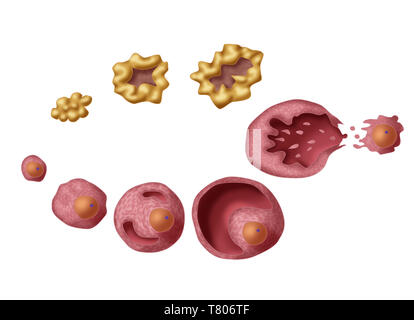 Ovarialfollikeln, Abbildung Stockfoto