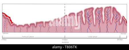 Gebärmutterschleimhaut, Menstruation, Abbildung Stockfoto