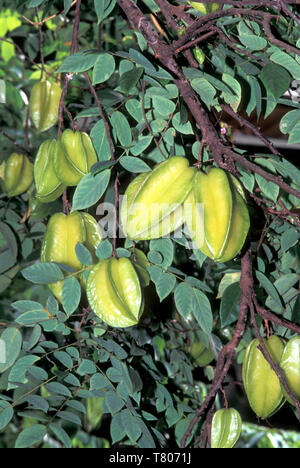 Star Fruit Stockfoto