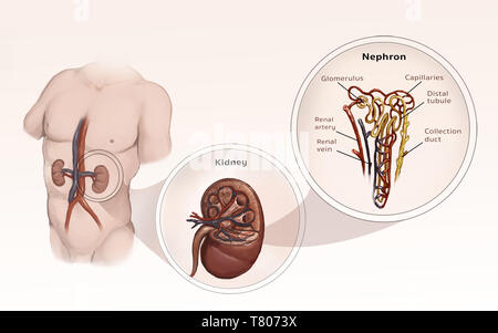 Nephron, Niere, Abbildung Stockfoto