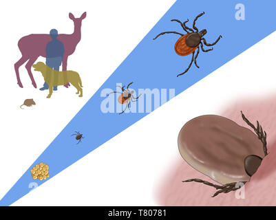 Entwicklungsstadien einer Schwarz-legged Tick, Abbildung Stockfoto