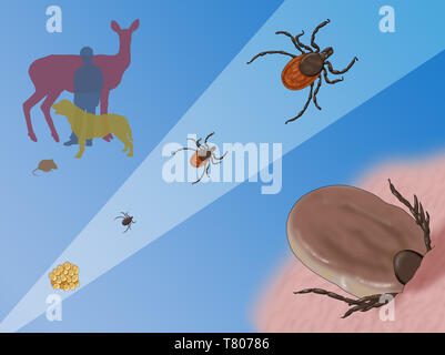 Entwicklungsstadien einer Schwarz-legged Tick, Abbildung Stockfoto