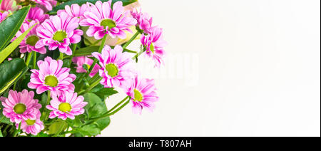 Chrysantheme Blumen auf weißem Hintergrund. Detail von frischem pink flower bouquet mit Platz für Text. Stockfoto