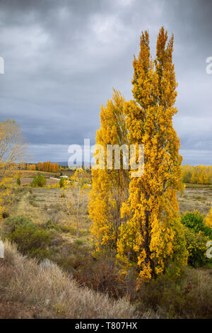 Typische Mendocino feld landschaft auf Herbst, Mendoza, Argentinien Stockfoto