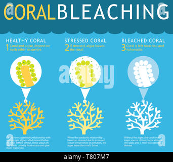 Coral Reef Bleichen Infografik Stockfoto