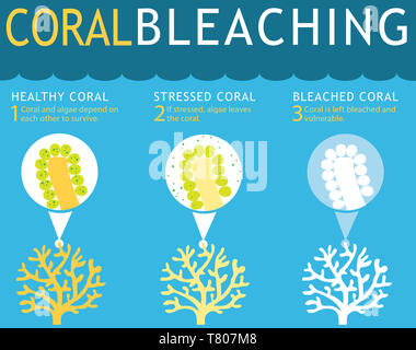 Coral Reef Bleichen Infografik Stockfoto